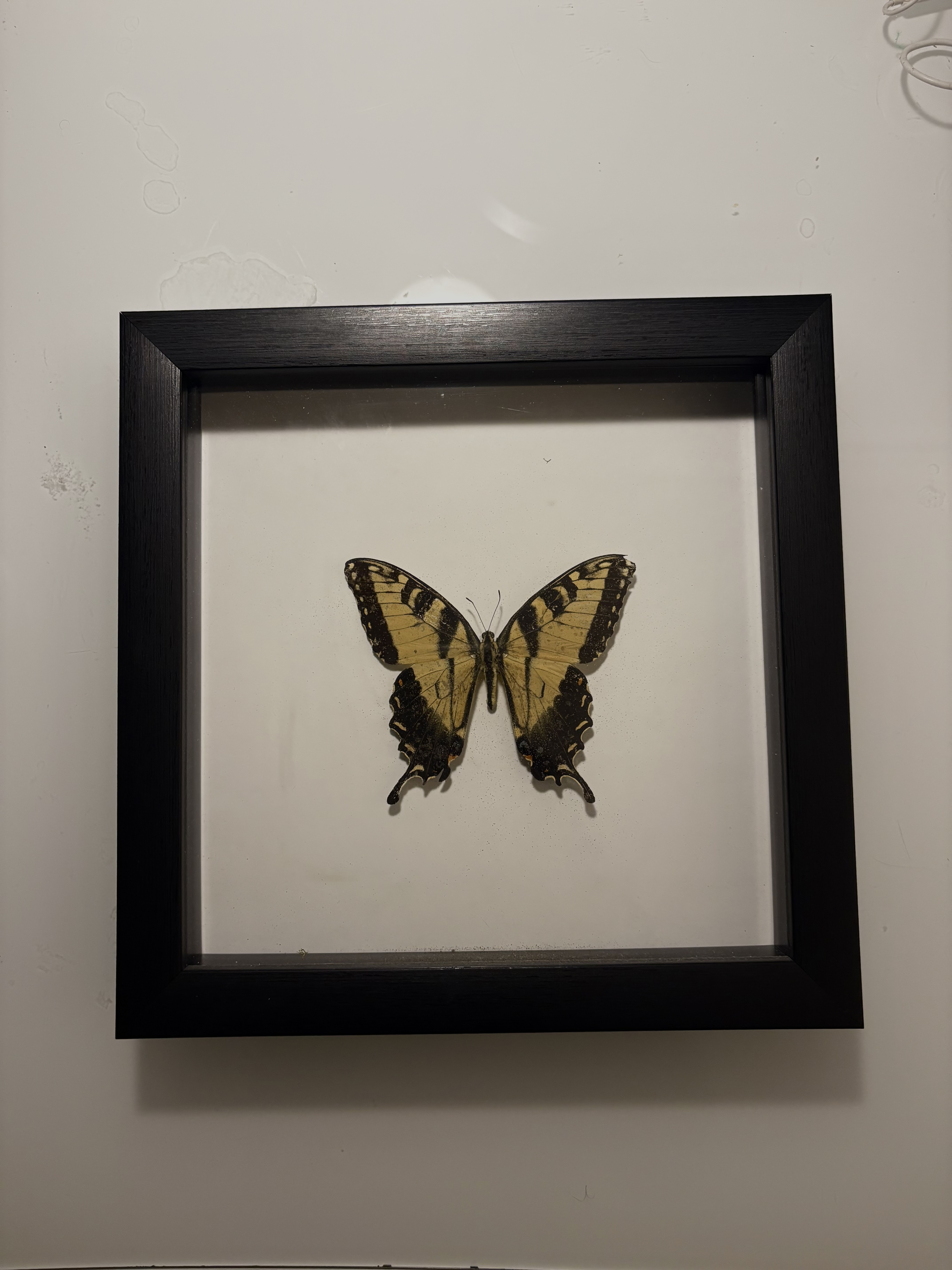 Framed specimen
