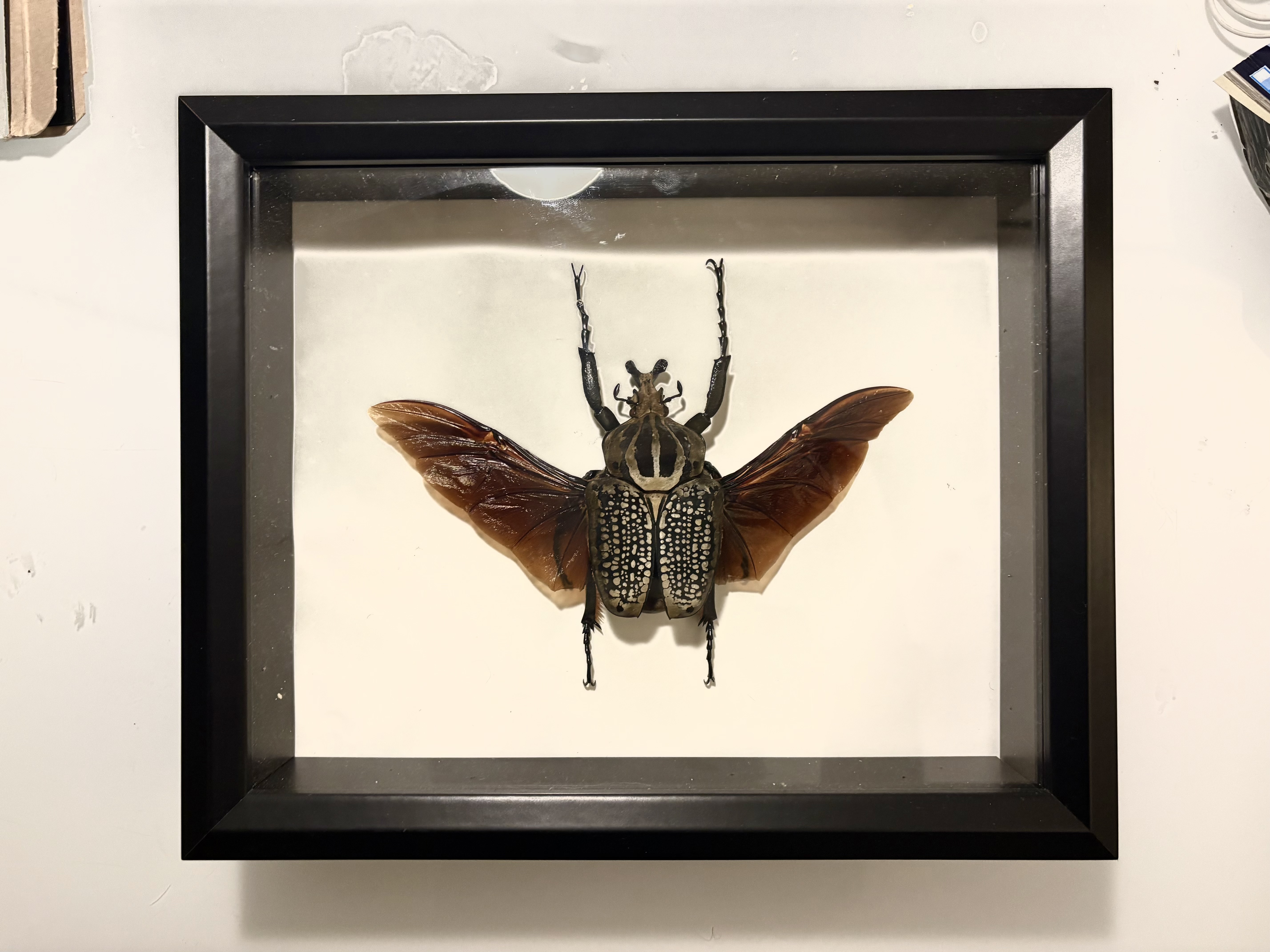 Framed specimen
