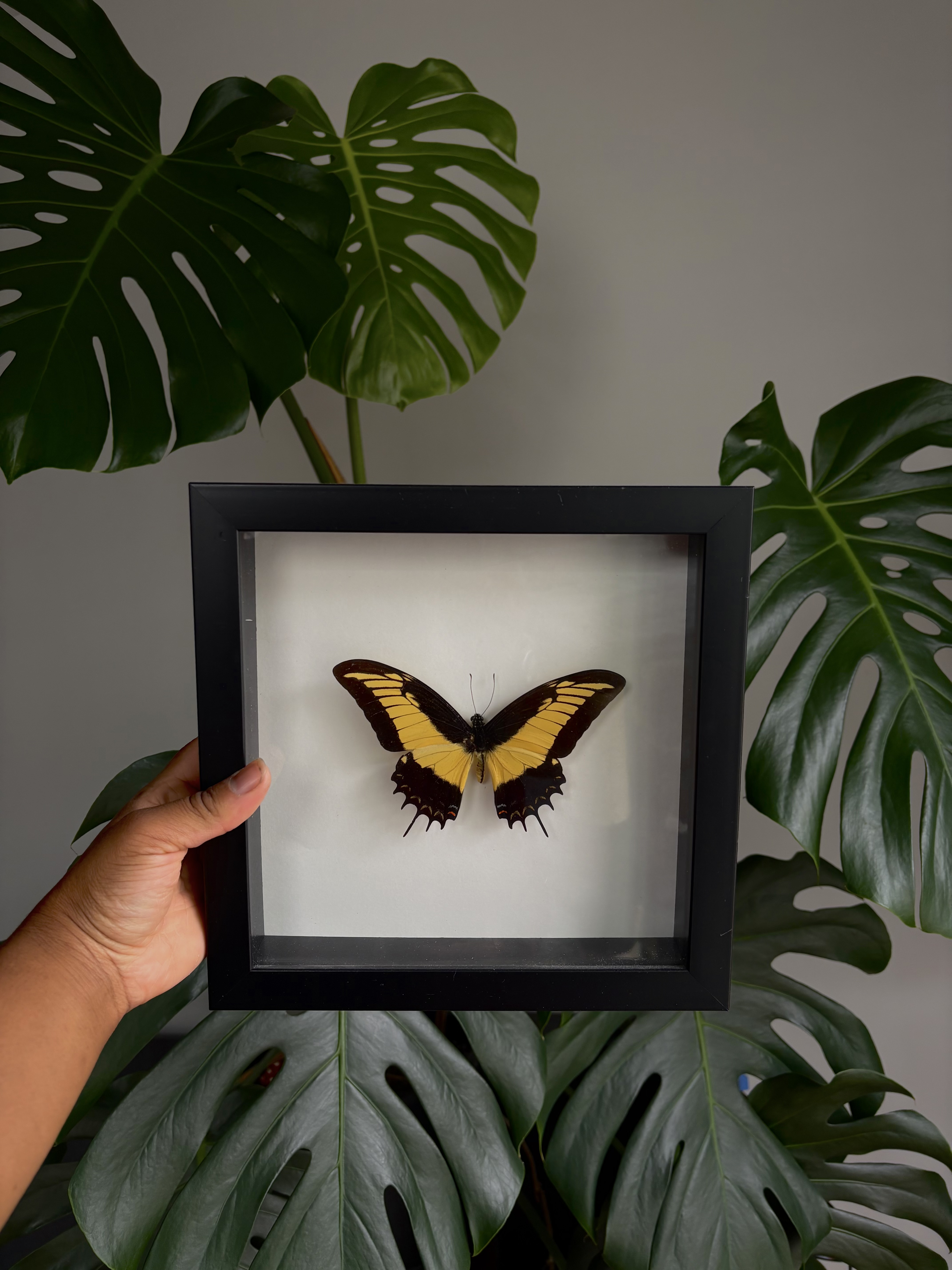 Framed King Swallowtail Butterfly